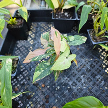 Load image into Gallery viewer, Syngonium Red Spot Tricolor, Exact Plant Variegated Ships Nationwide
