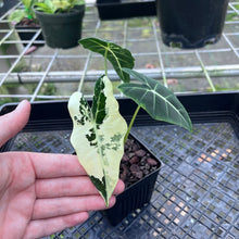 Load image into Gallery viewer, Alocasia Frydek, Exact Plant Variegated
