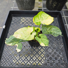 Load image into Gallery viewer, Syngonium Mango Allusion, Orm Thong, Exact Plant Variegated Ships Nationwide
