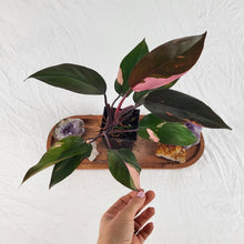 Load image into Gallery viewer, Philodendron Pink Princess Variegated 4" pot, Fedex 2day*

