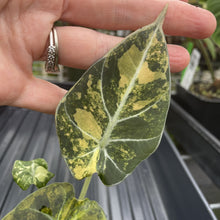 Load image into Gallery viewer, Alocasia Black Velvet Aurea Variegated exact plant, Fedex 2day*
