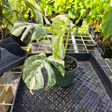Load image into Gallery viewer, Monstera Borsigiana Albo Deliciosa, Exact Plant Variegated Ships Nationwide
