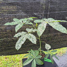 Load image into Gallery viewer, Pachira Aquatica Money Tree, Exact Plant Variegated Ships Nationwide
