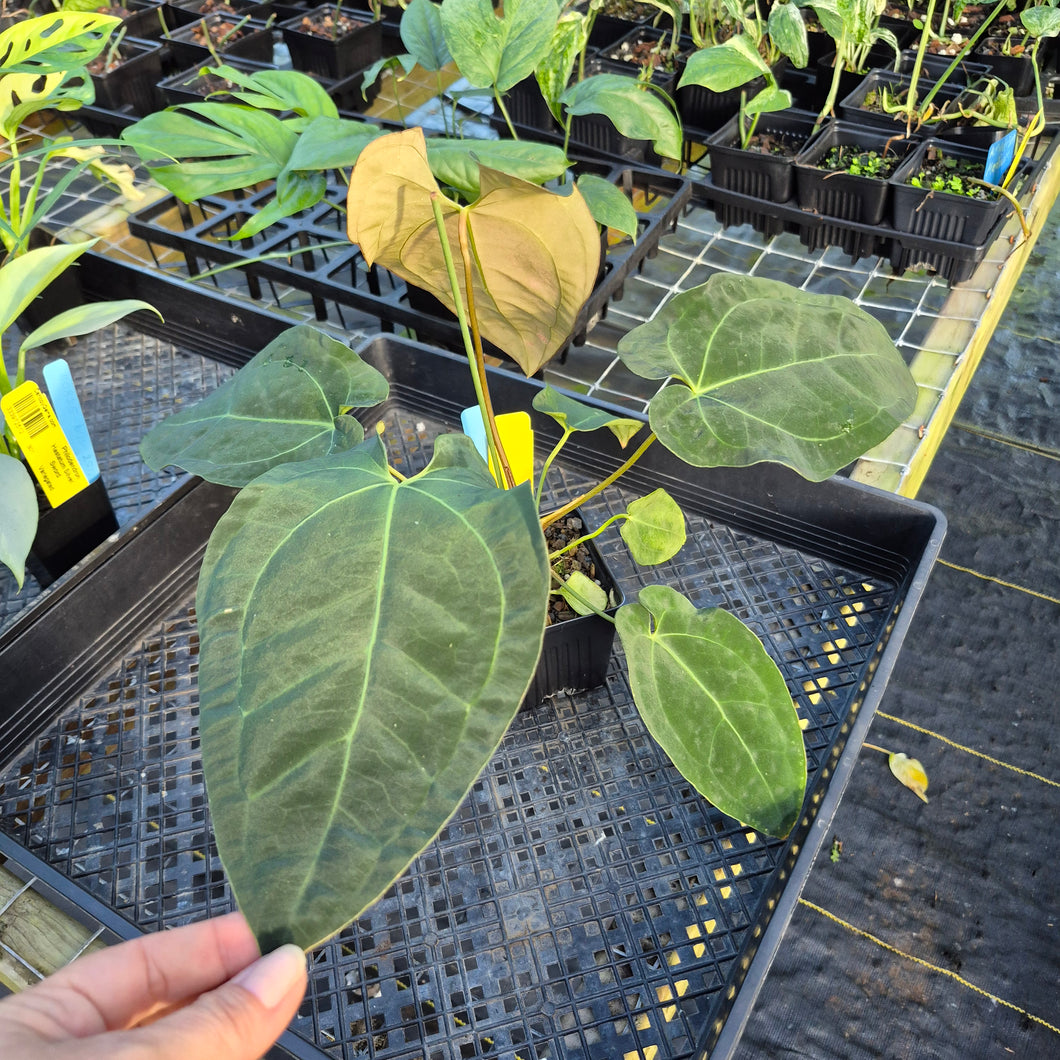 Anthurium Ace Of Spades X Papillilaminum, Exact Plant Ships Nationwide