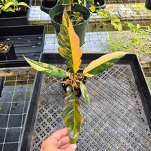 Load image into Gallery viewer, Philodendron Caramel Marble, Exact Plant Variegated Ships Nationwide
