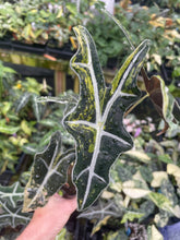 Load image into Gallery viewer, Alocasia Sanderiana Nobilis Aurea Variegated 2.5" pot, Fedex 2day*
