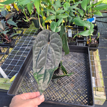 Load image into Gallery viewer, Anthurium Ace of Spades Tezula Dark Form x Kunayalense ,Exact Plant Variegated Ships Nationwide
