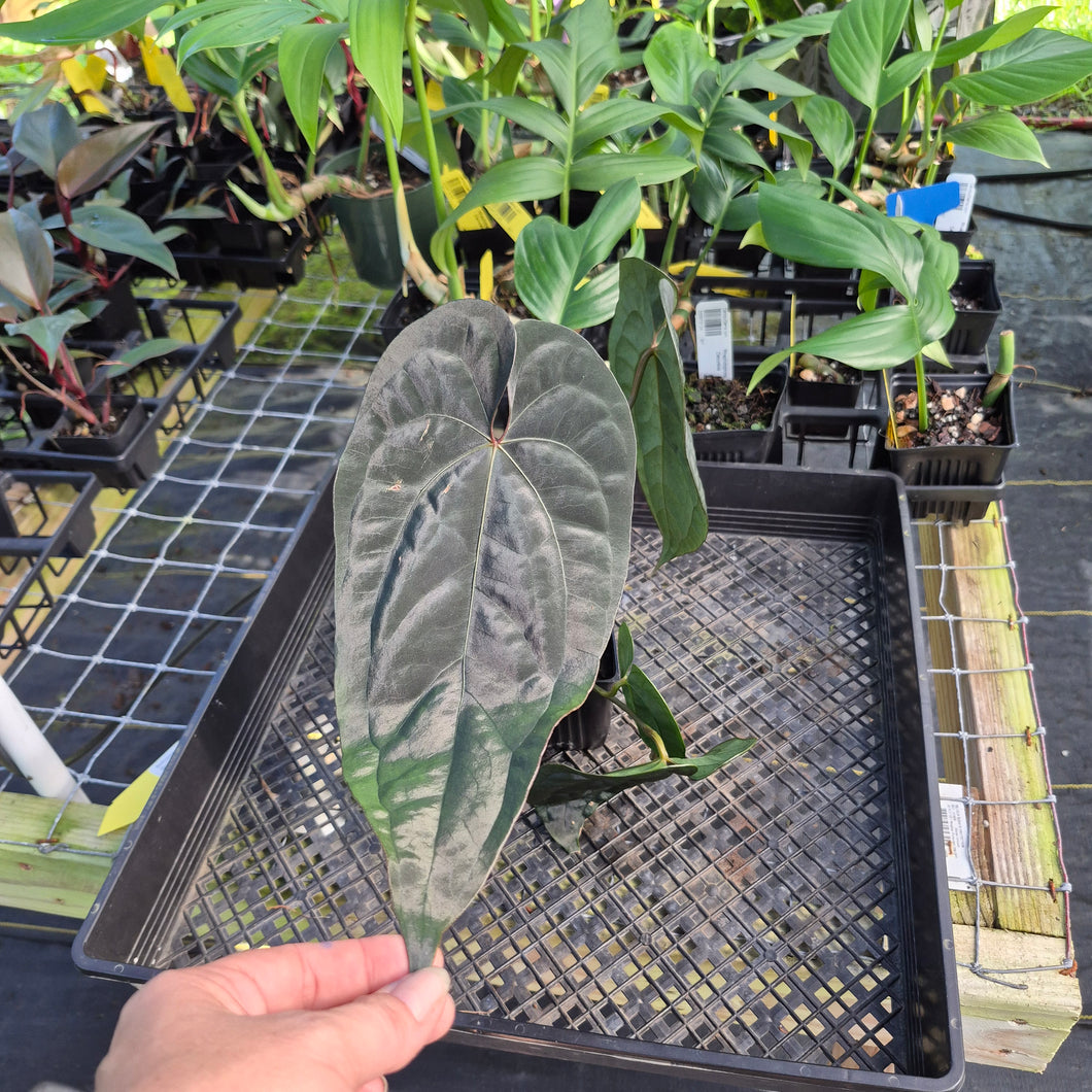 Anthurium Ace of Spades Tezula Dark Form x Kunayalense ,Exact Plant Variegated Ships Nationwide