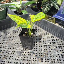 Load image into Gallery viewer, Monstera Siltepecana Aurea Variegated 2.5" pot, Fedex 2day*
