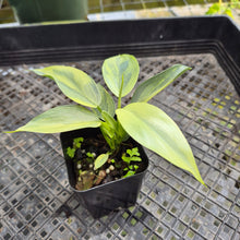 Load image into Gallery viewer, Philodendron Hastatum Silver Sword, Exact Plant Variegated Ships Nationwide
