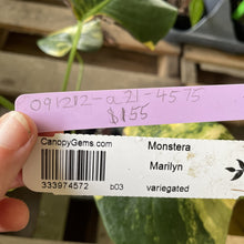 Load image into Gallery viewer, Monstera Marilyn variegated exact plant, Fedex 2day*
