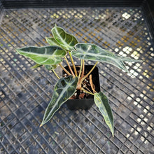 Load image into Gallery viewer, Alocasia Bambino, Exact Plant Variegated Ships Nationwide
