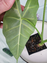 Load image into Gallery viewer, Frydek, exact plant, variegated Alocasia, ships nationwide
