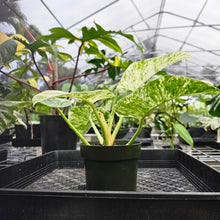 Load image into Gallery viewer, Philodendron Giganteum, Exact Plant Variegated Ships Nationwide
