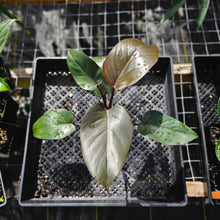 Load image into Gallery viewer, Philodendron Royal Queen 4" pot, Fedex 2day*
