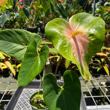 Load image into Gallery viewer, Anthurium Anuenue Obake Bicolor pink/green Fedex 2day
