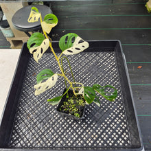 Load image into Gallery viewer, Monstera Adansonii Laniata Albo Variegated exact plant, Fedex 2day*
