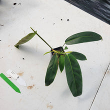 Load image into Gallery viewer, Philodendron Patriciae, Exact Plant Ships Nationwide
