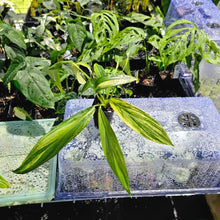Load image into Gallery viewer, Epipremnum Amplissimum, Exact Plant Variegated Ships Nationwide
