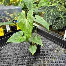 Load image into Gallery viewer, Anthurium Macrolobium, Exact Plant Ships Nationwide
