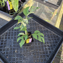 Load image into Gallery viewer, Rhaphidophora Tetrasperma Albo, Exact Plant Variegated Ships Nationwide
