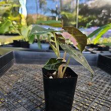 Load image into Gallery viewer, Alocasia polly pink variegated, Exact Plant Ships Nationwide.
