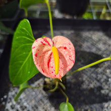Load image into Gallery viewer, Anthurium Shibori Variegated exact plant, Fedex 2day*
