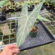 Load image into Gallery viewer, Alocasia Longiloba, Lowii, Argyreia exact plant, Fedex 2day*

