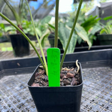 Load image into Gallery viewer, Anthurium Decipiens, Exact Plant
