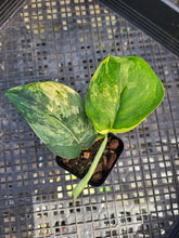 Load image into Gallery viewer, Scindapsus Jade Satin Aurea, Exact Plant Variegated Ships Nationwide
