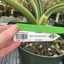 Load image into Gallery viewer, Alocasia Odora, Okinawa Silver Variegated exact plant, Fedex 2day*
