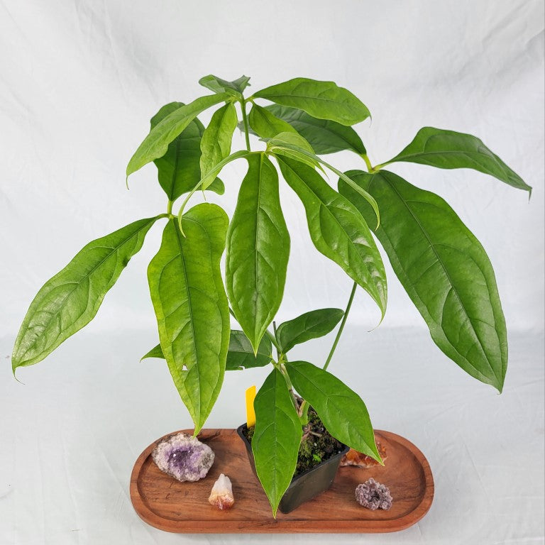 Anthurium Clavigerum , Exact Plant