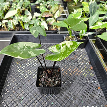 Load image into Gallery viewer, Alocasia Macrorhizza Black Stem, Exact Plant Variegated
