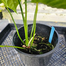 Load image into Gallery viewer, Anthurium Veitchii, Exact Plant
