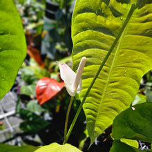 Load image into Gallery viewer, Anthurium Veitchii Narrow Form, Exact Plant X noid, X-Large, 6&#39;&#39; pot
