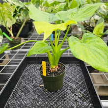 Load image into Gallery viewer, Alocasia Cucullata, Exact Plant Variegated 6&#39;&#39; pot Ships Nationwide
