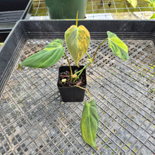 Load image into Gallery viewer, Philodendron Hederaceum Micans Aurea, Exact Plant Variegated Ships Nationwide
