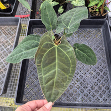 Load image into Gallery viewer, Anthurium Ace Of Spades X Papillilaminum, Exact Plant Ships Nationwide
