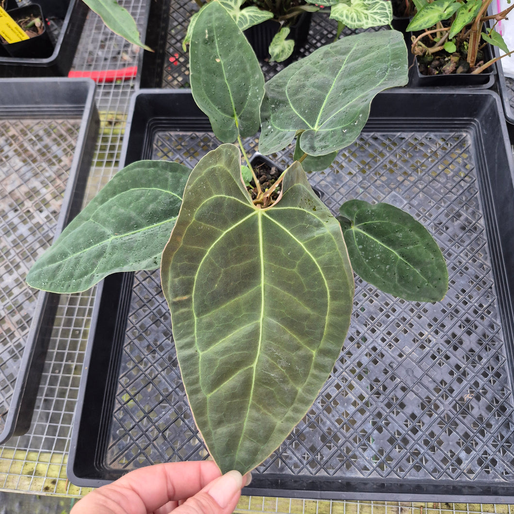Anthurium Ace Of Spades X Papillilaminum, Exact Plant Ships Nationwide