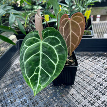 Load image into Gallery viewer, Anthurium Crystallinum, Exact Plant 3 top plant Ships Nationwide
