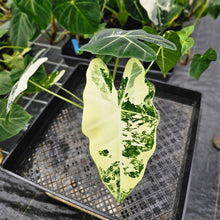 Load image into Gallery viewer, Alocasia Frydek, Exact Plant Variegated Ships Nationwide
