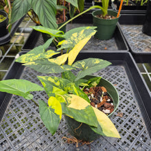 Load image into Gallery viewer, Syngonium Aurea Variegated exact plant, Fedex 2day*
