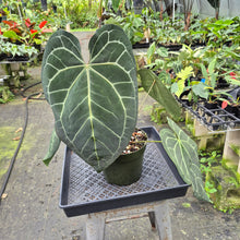 Load image into Gallery viewer, Anthurium NoID exact plant, Fedex 2day
