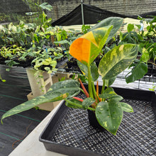 Load image into Gallery viewer, Philodendron Green Congo Nuclear Variegated exact plant, Fedex 2day*
