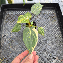 Load image into Gallery viewer, Philodendron Gloriosum Exact Plant Ships nationwide
