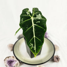 Load image into Gallery viewer, Alocasia Frydek, Exact Plant Variegated
