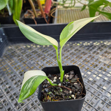 Load image into Gallery viewer, Scindapsus Blue Albo, Exact Plant Variegated Ships Nationwide
