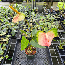 Load image into Gallery viewer, Anthurium Speckled Butterfly Shibori AFF Variegated exact plant, Fedex 2day*
