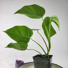 Load image into Gallery viewer, Monstera Sierrana Hawaii Clone, Exact Plant
