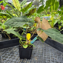 Load image into Gallery viewer, Anthurium Ace Of Spades X Papillilaminum, Exact Plant Ships Nationwide
